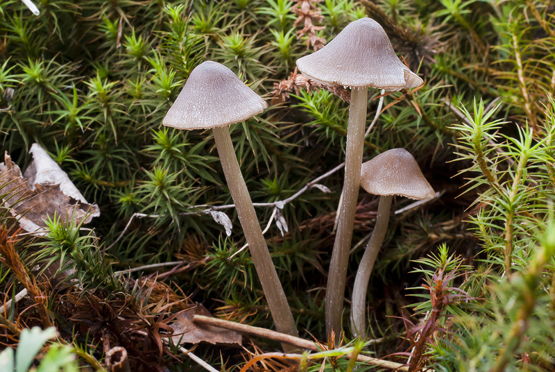 Entoloma conferendum